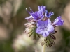 Cleft-leaf Wildheliothorpe