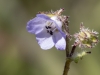 Distant Phacelia