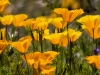 California Poppy