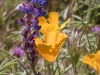 California Poppy, Coulter's Lupine