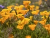 California Poppy