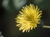 Common Sowthistle