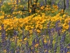 California Poppy, Coulter's Lupine