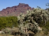 Teddybear Cholla