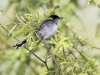 Black-tailed Gnatcatcher