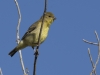 Lesser Goldfinch