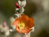 Orange Globemallow