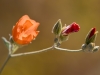 Orange Globemallow