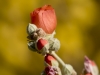 Orange Globemallow