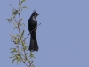 Phainopepla