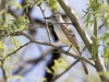 Ash-throated Flycatcher