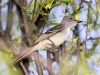 Ash-throated Flycatcher