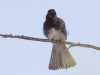 Black Phoebe