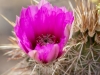 Hedgehog Cactus flower