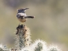 Cactus Wren