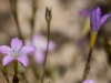 Lesser Yellowthroat Gilia