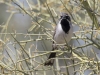 Black-throated Sparrow