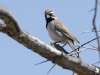 Black-throated Sparrow