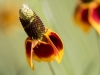 Upright Prairie Coneflower