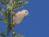 Lucy's Warbler