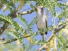 Bell's Vireo