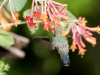Costa's Hummingbird