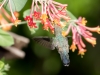 Costa's Hummingbird