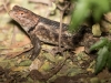 Desert Spiny Lizard