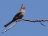 Phainopepla