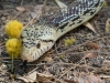 Bullsnake