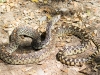 Bullsnake