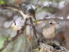 Bell's Vireo