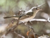 Bell's Vireo