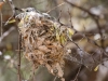 Bell's Vireo