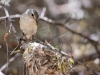 Bell's Vireo