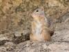 Rock Squirrel