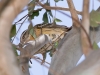 Black-headed Grosbeak