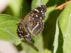 Texan Crescent Butterfly