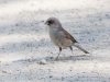 Yellow-eyed Junco