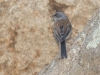 Yellow-eyed Junco