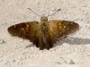 Silver-spotted Skipper