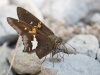 Silver-spotted Skipper