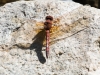 Red Rock Skimmer