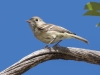 Western Wood-Pewee