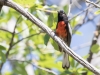 Painted Redstart