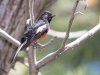 Painted Redstart