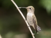 Broad-tailed Hummingbird