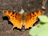 Satyr Comma