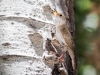 Bewick's Wren