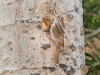 Bewick's Wren